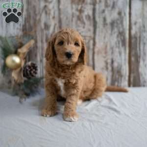 Gina, Mini Goldendoodle Puppy